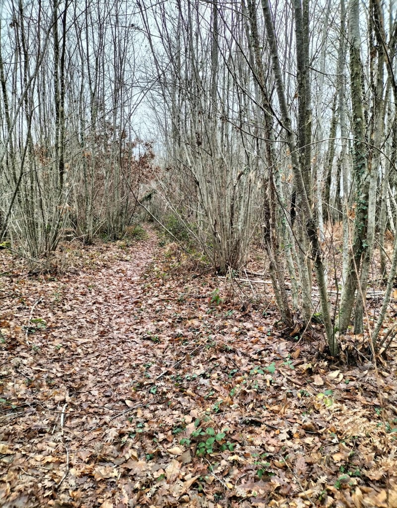 Marche hivernale au départ de Bussac - Bussac-sur-Charente
