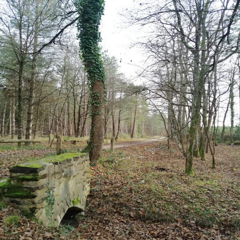 Promenade en forêt de Saint-Hubert - Guécélard