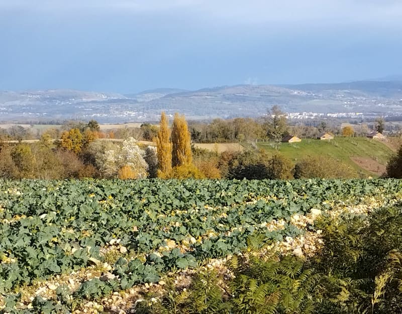 Balade forestière Artas - Artas