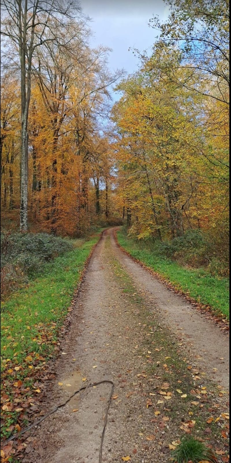 Belle balade dans la Forêt de Lyons - Montroty