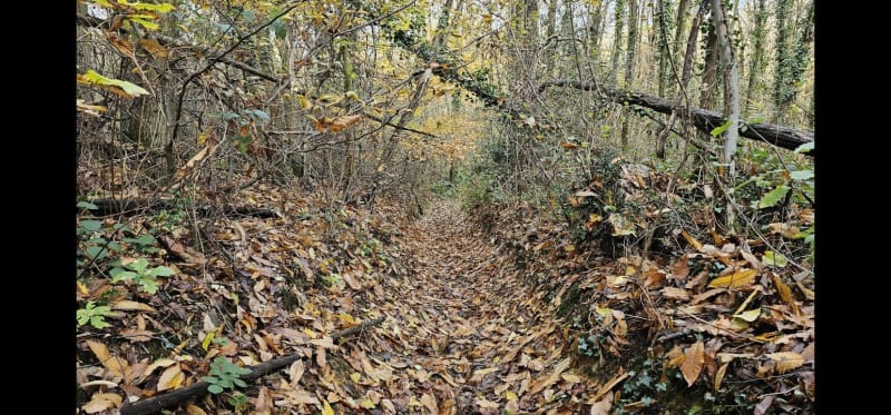 Les bois de Saint Jean au départ de Chuzelles - Chuzelles