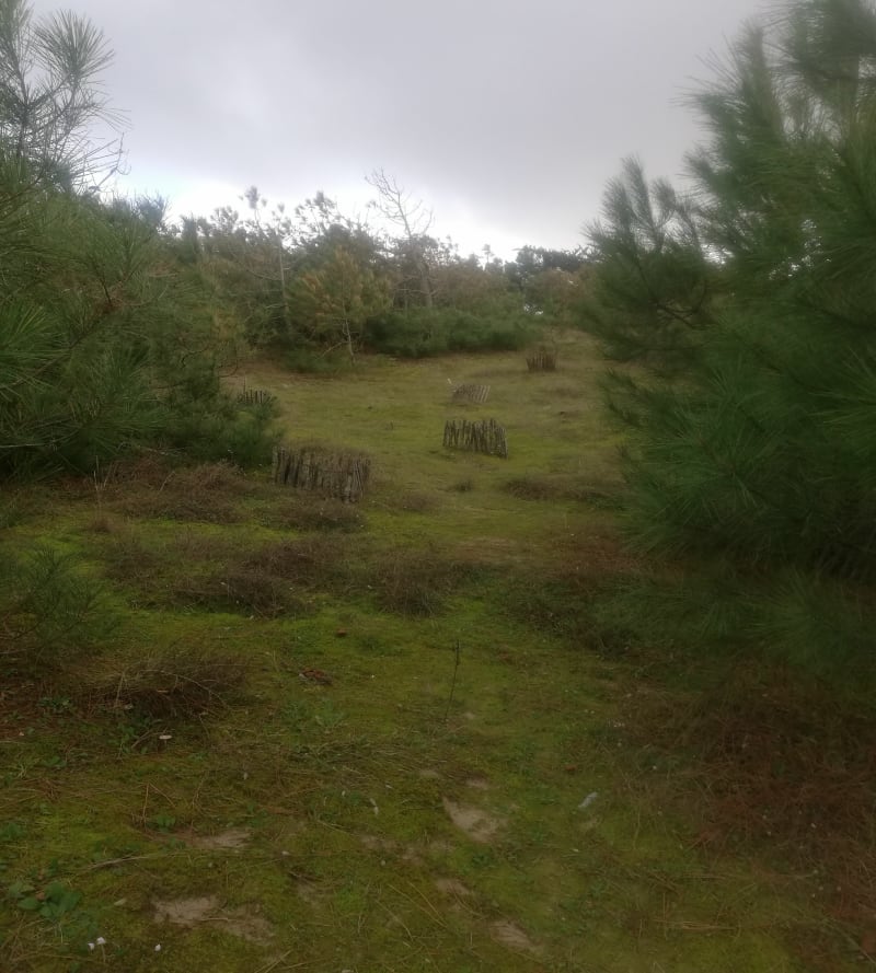 Balade à Soulac et sa forêt - Soulac-sur-Mer