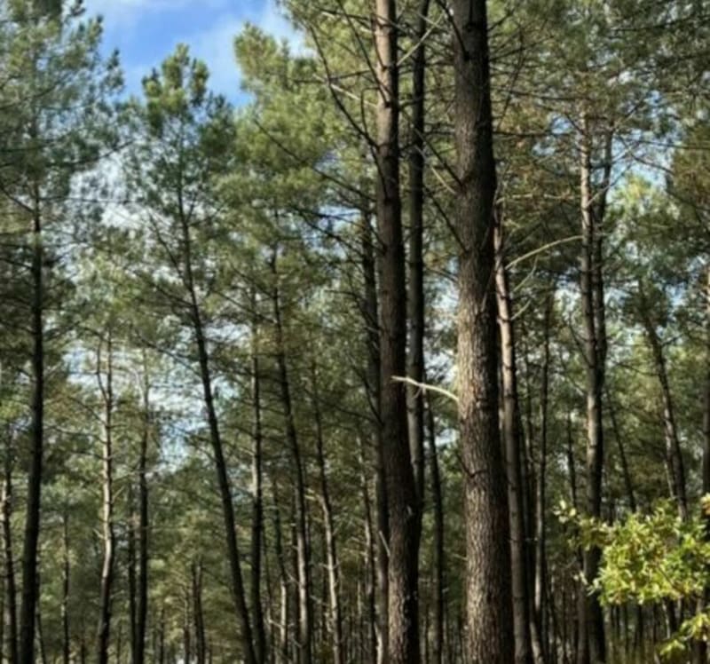 À travers la foret de Moulière depuis la Vallée-Brune - La Chapelle-Moulière