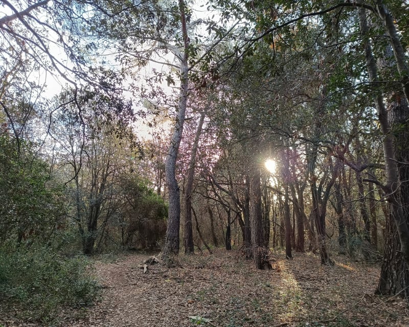 Sophia dans les bois et Val Martin - Valbonne