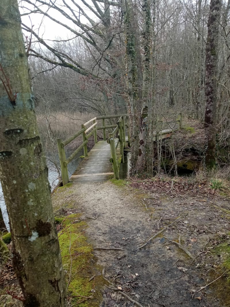 Bois des Moines et Lac du Der-Chantecoq - Giffaumont-Champaubert