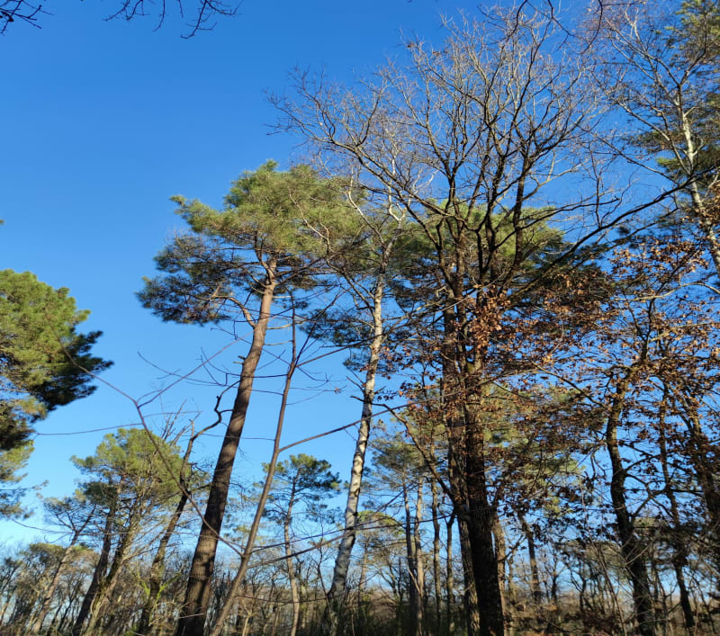 Forêt de Rieumes - Rieumes