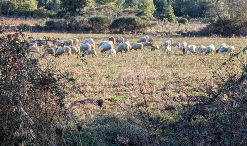 Les garrigues au Mas d'Espanet - Saint-Mamert-du-Gard