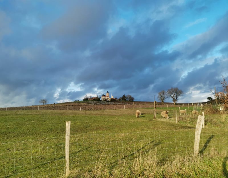 Rondleiding door de Ouen-molens vanuit het Maison Bleue - Haute-Goulaine