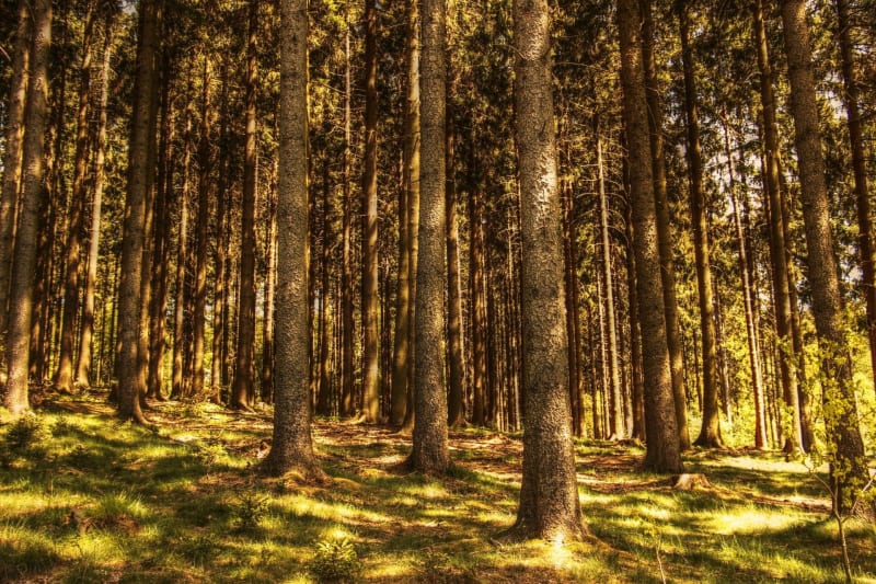 Bois de Septfond - Septfonds