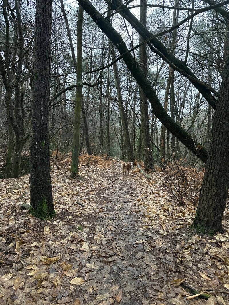 Bernugat et carrière de St-Gildas - Saint-Gildas-des-Bois