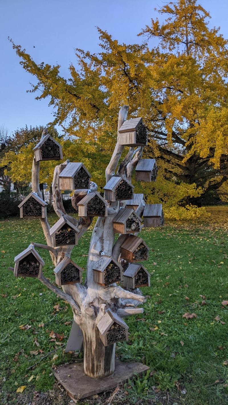 Balade d'automne à Saintes - Saintes