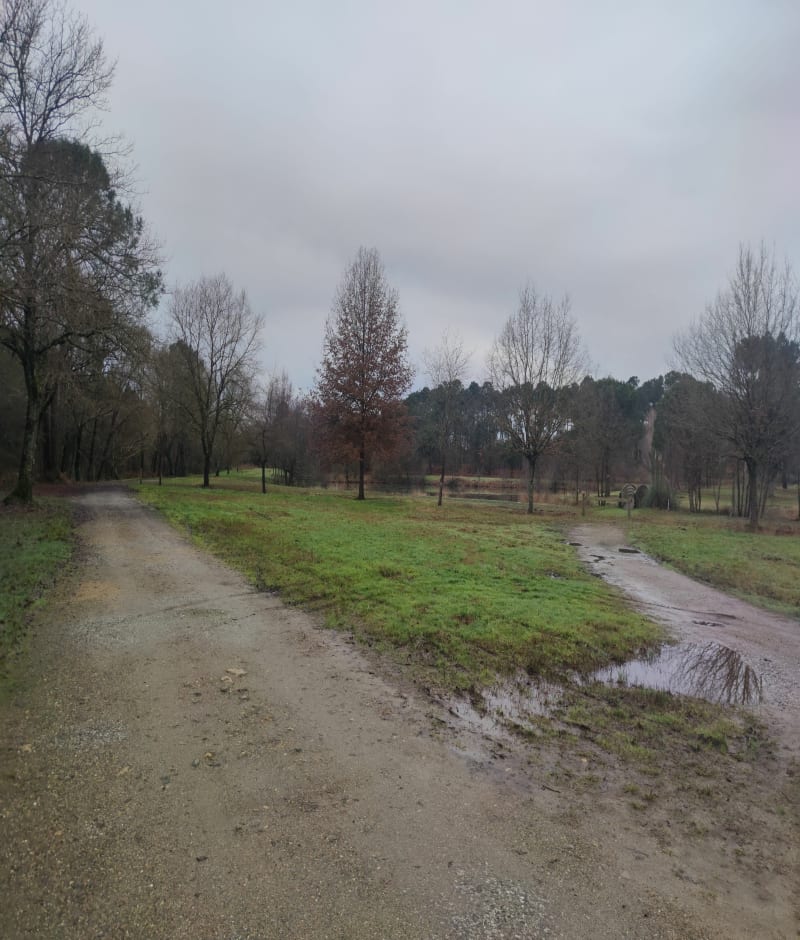 Balade quotidienne, dans le Bois de Tartas - Carcen-Ponson