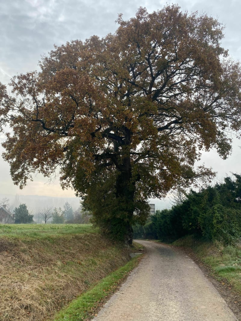 Balade dans notre campagne entre Dangé-Saint-Romain et Vaux - Dangé-Saint-Romain