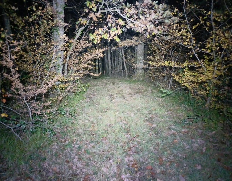Dans les bois de Vaivres ( Poligny  39) - Poligny