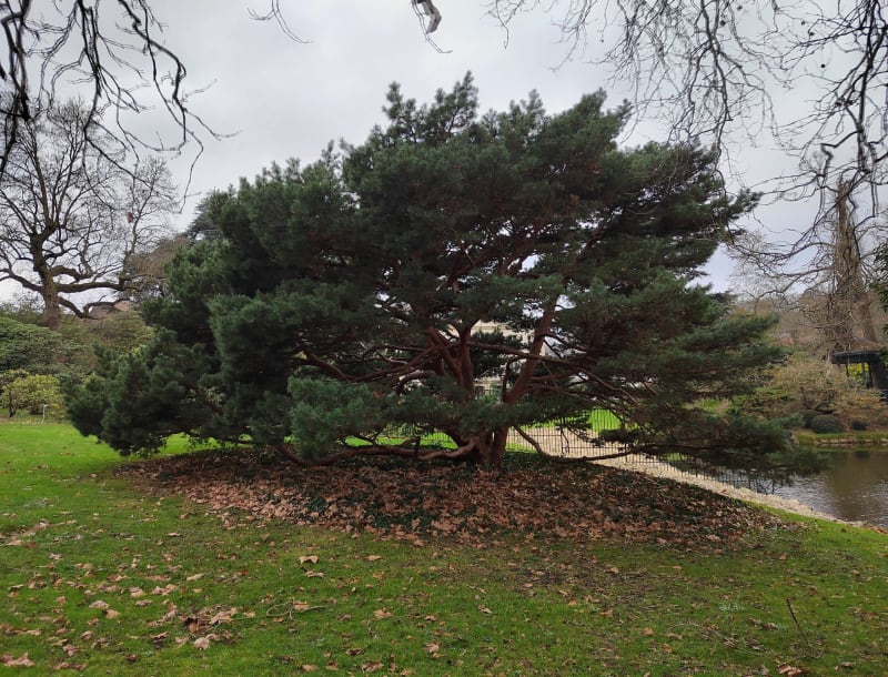Vallée aux Loups et arboretum - Châtenay-Malabry