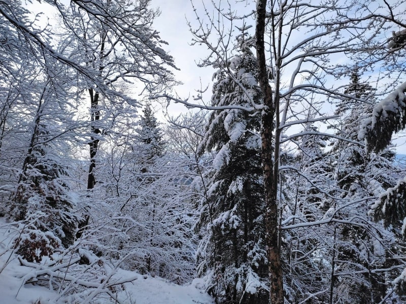 Le Petit Montoir et Chalets des Chappeys - Fillière