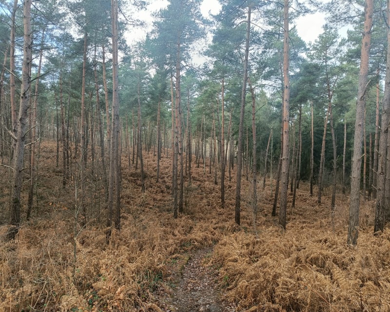 Dénivelé autour de Coye la Forêt - Coye-la-Forêt