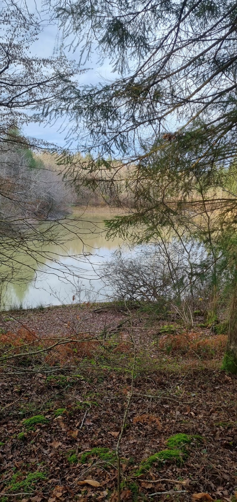 Lac et forêt des environs de Saint Clar de Rivière - Saint-Clar-de-Rivière