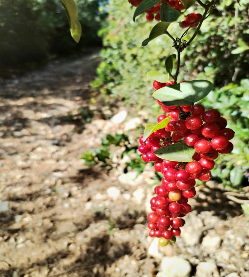 Petit tour sur les singles en garrigue, Cournon, Pignan,  Murviel. - Cournonterral