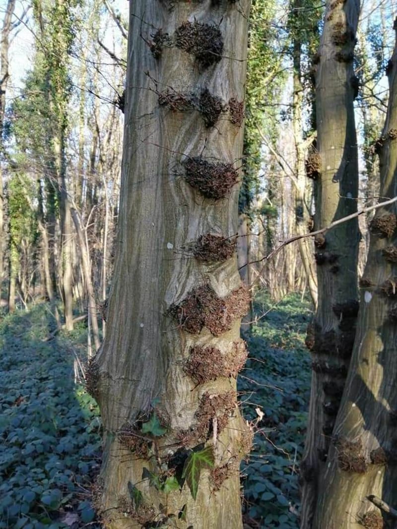 Randonnée forêt de Noyon - Noyon