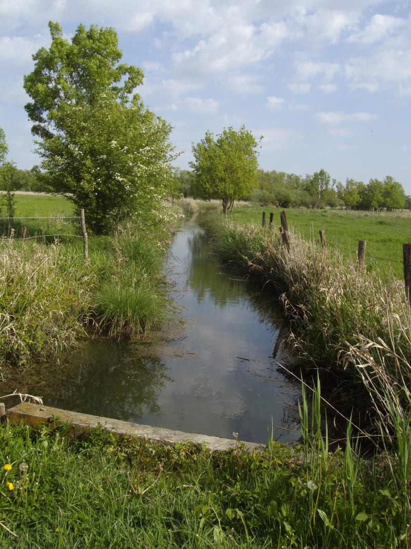 Balade dans les Marais de Saint-Gond - Oyes