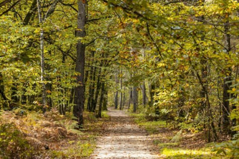 Chemin rural à la Briganderie - Gy-en-Sologne