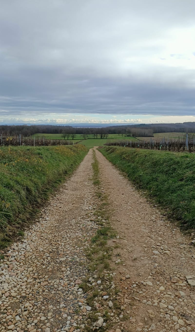 De Cléssé à Quintaine et retour par les vignes - Clessé