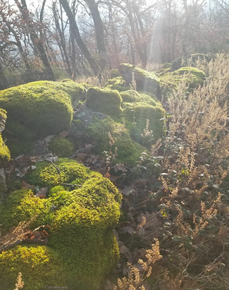 Boucle de Pelussin par Bois de la Chanal et piste de la Baronette - Pélussin
