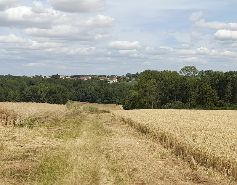 De Gandelu, entre bois et champs, par petits monts et vaux - Gandelu