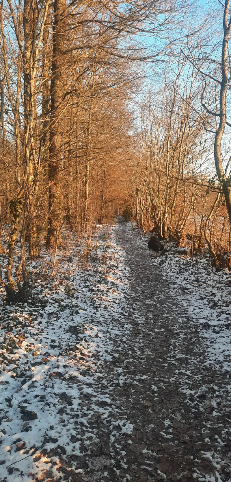 Balade forêt de Rambouillet - Rambouillet