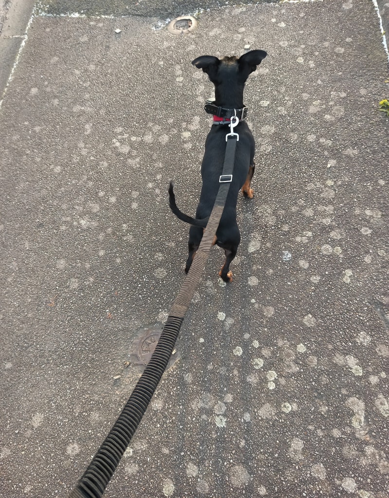 Balade avec chien à Yvetot - Yvetot