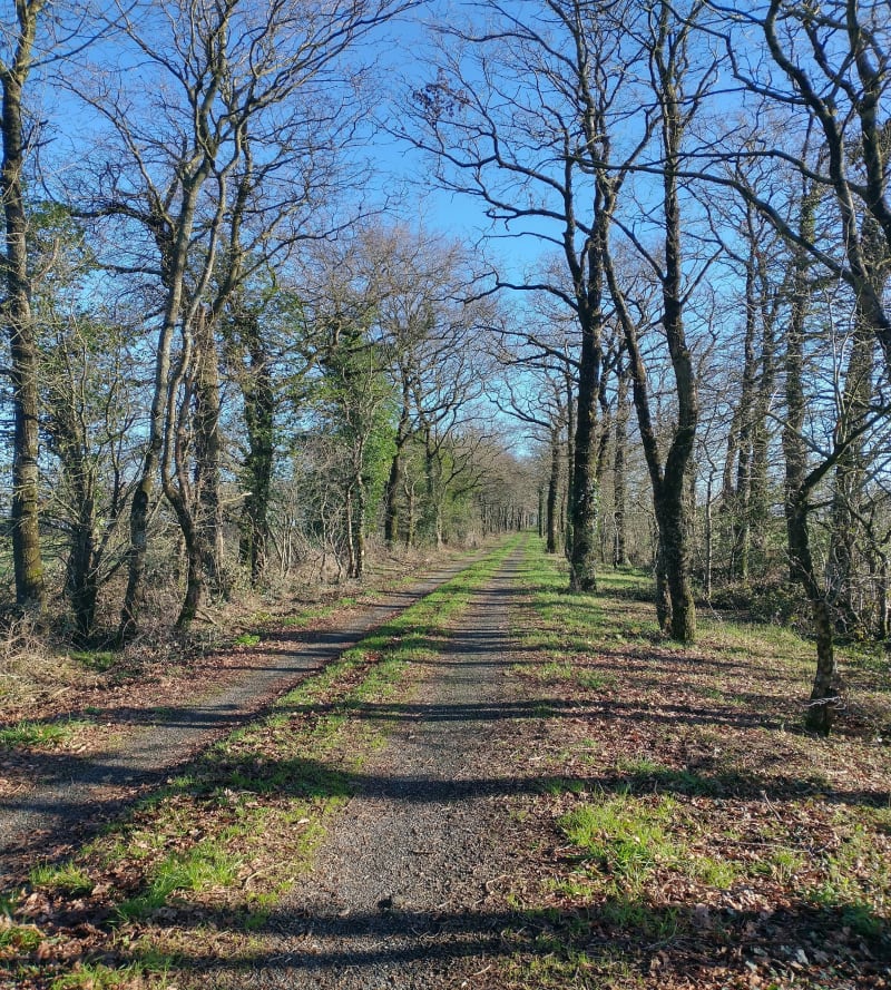 Paysages bocageux aux alentours de Montaigu - Montaigu-Vendée