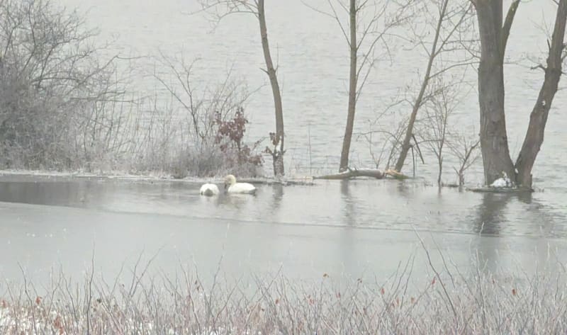 Balade le long du cours d'eau de la Thur et L'Ill - Ensisheim
