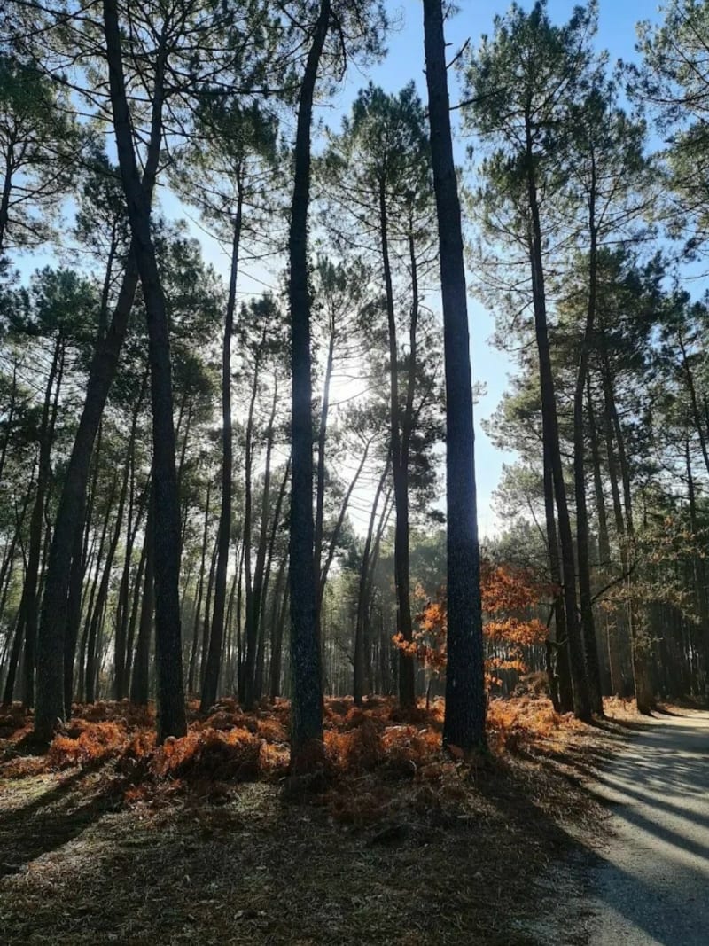 Les 3  chemins Salvador Allende Parc Canéjan - Canéjan