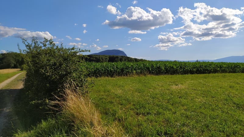 Découvrir les vignobles suisses depuis Annemasse - Annemasse