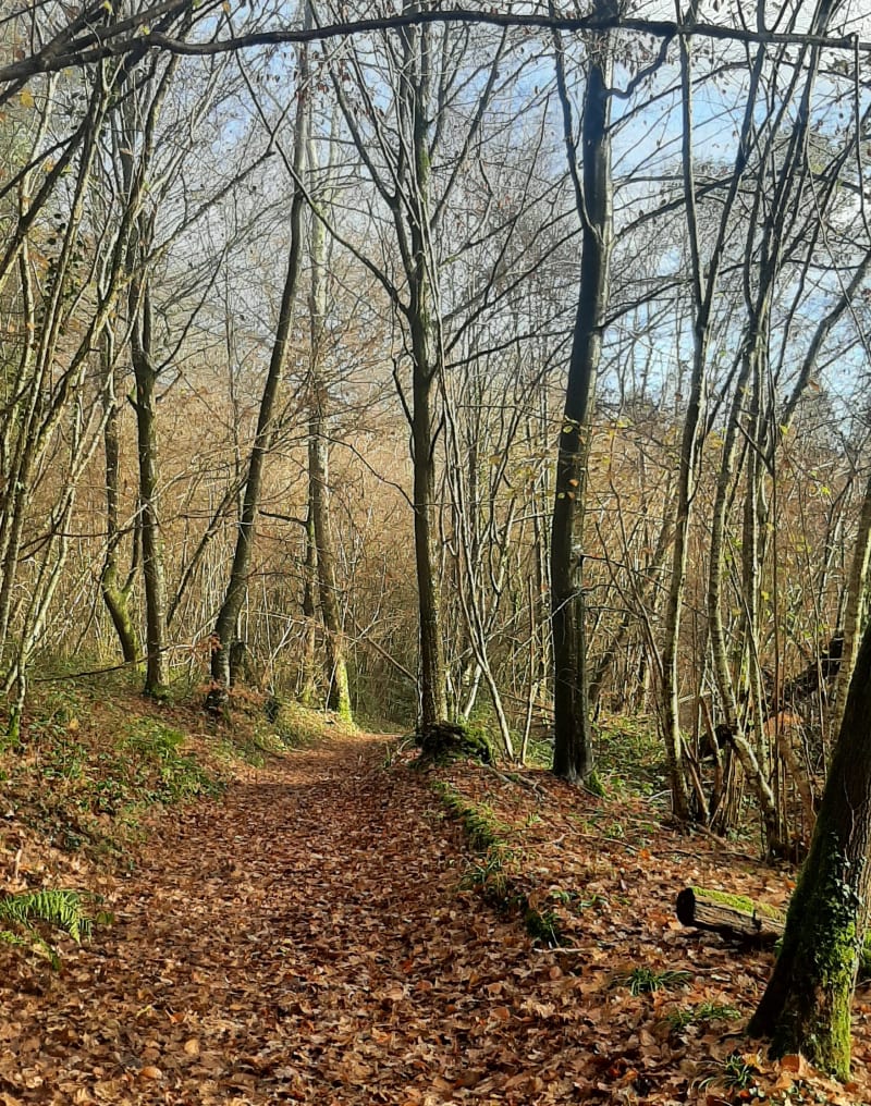 Forêt autour de Quincampoix - Isneauville