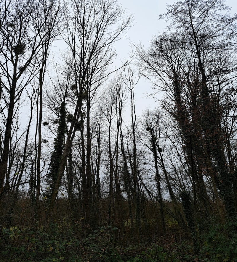 Bois du val - Valcourt