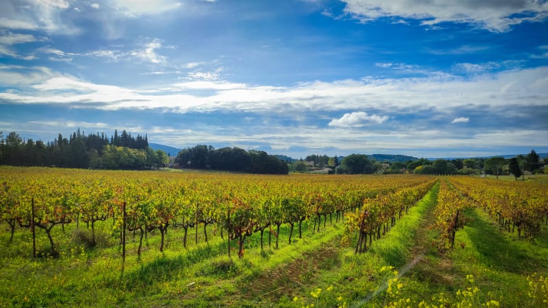 Entre les vignes de Vaison-la-Romaine - Vaison-la-Romaine