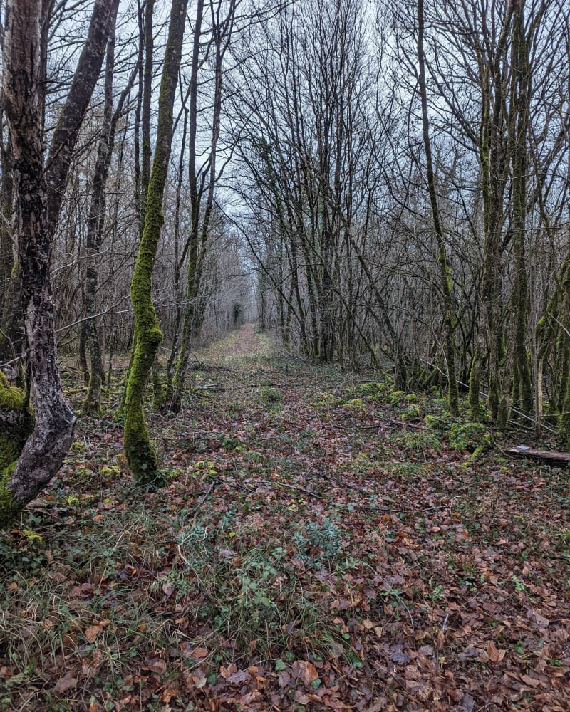 Forêt bois blanc coté Queroy - Bouëx