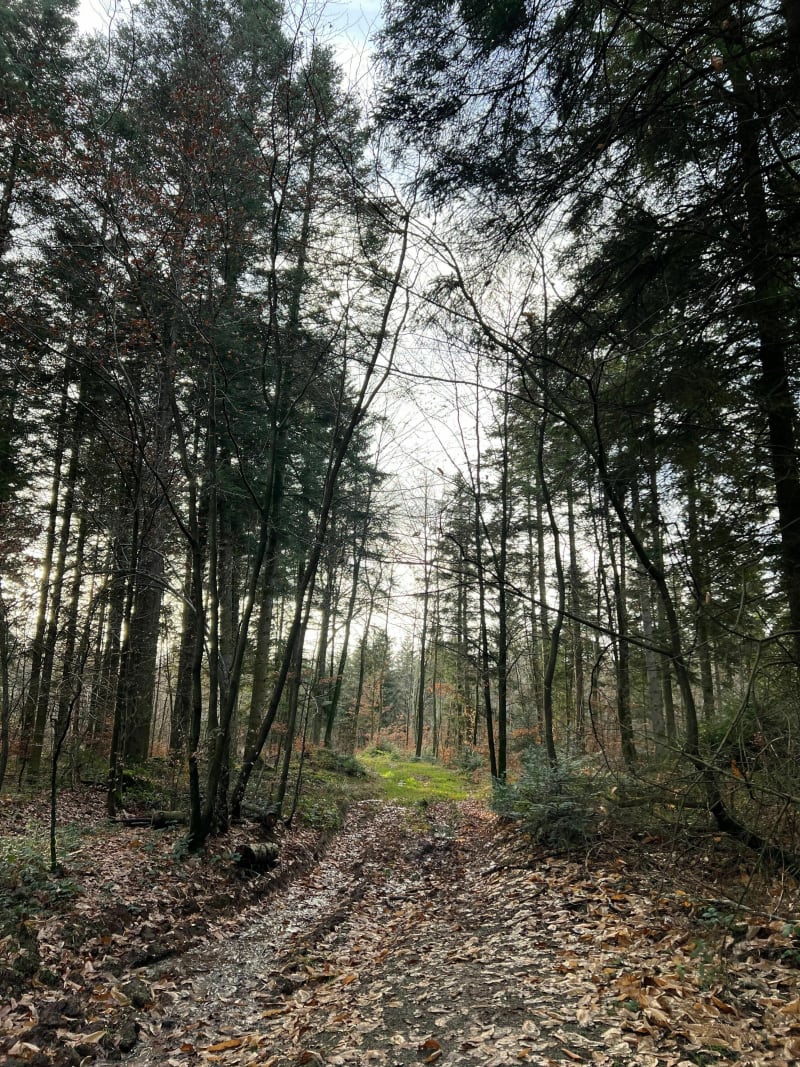 La forêt de la Rappe - Baccarat