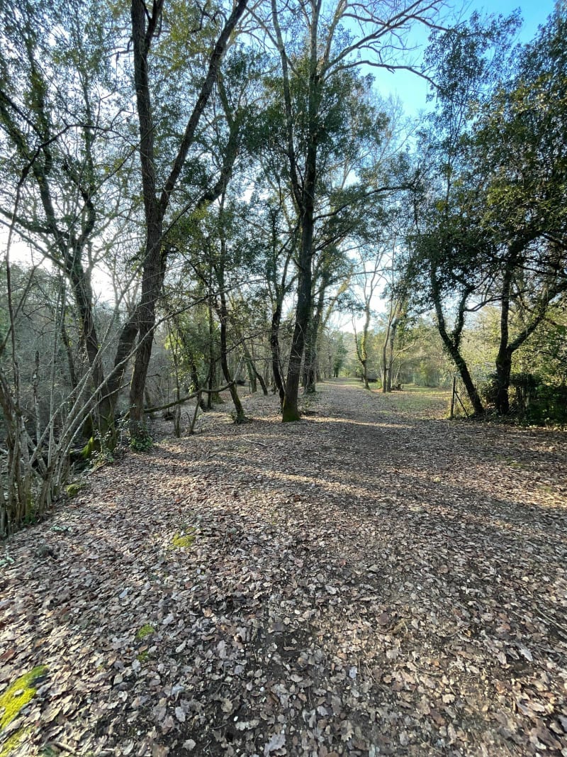 Forêt de Darbousson - Valbonne