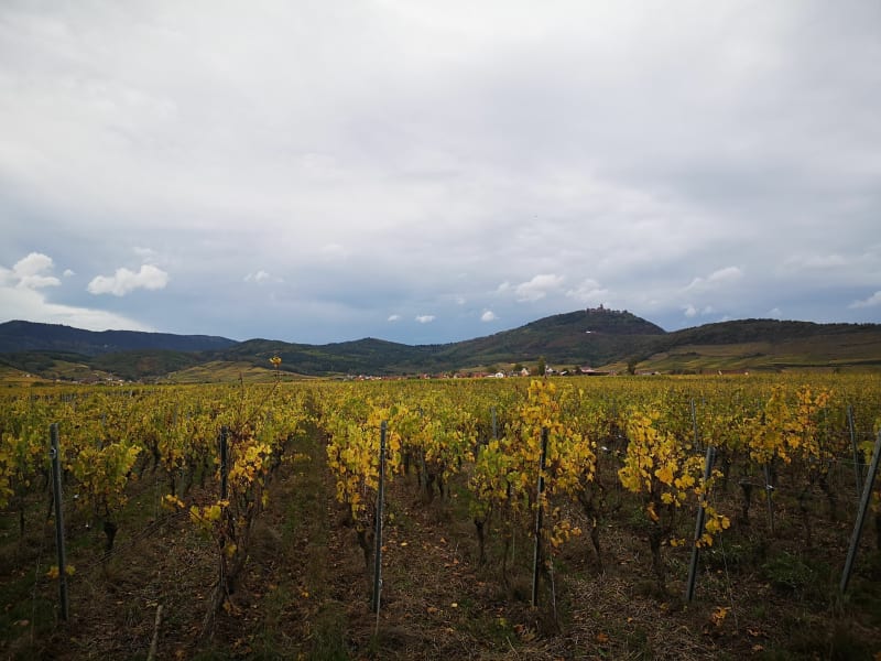 Entre vignes et forêt avec vue sur les châteaux - Saint-Hippolyte