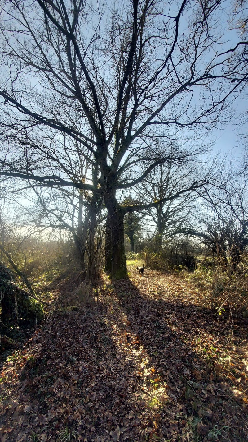 Chemin de la Brigandière - Dornes