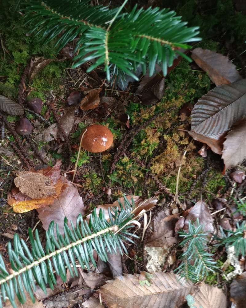 Entre Forêt et Blavet - Hennebont