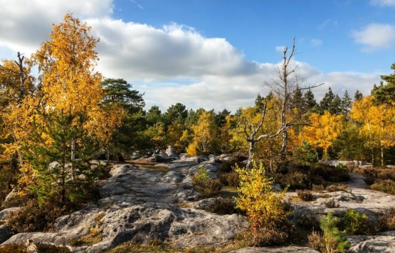 Boucle en forêt de Fontainebleau - Fontainebleau