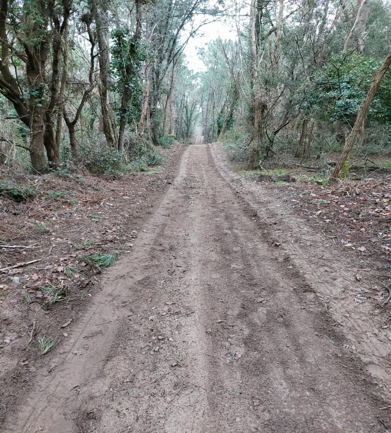 Balade  en forêt  à Ronce-les-Bains 17 - La Tremblade