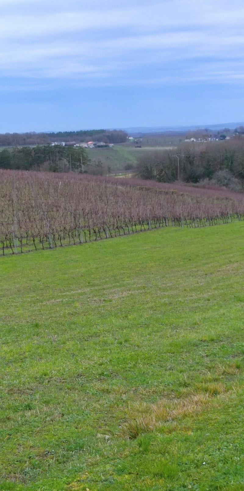 Petite balade dans le cœur de la Grande Champagne - Saint-Preuil