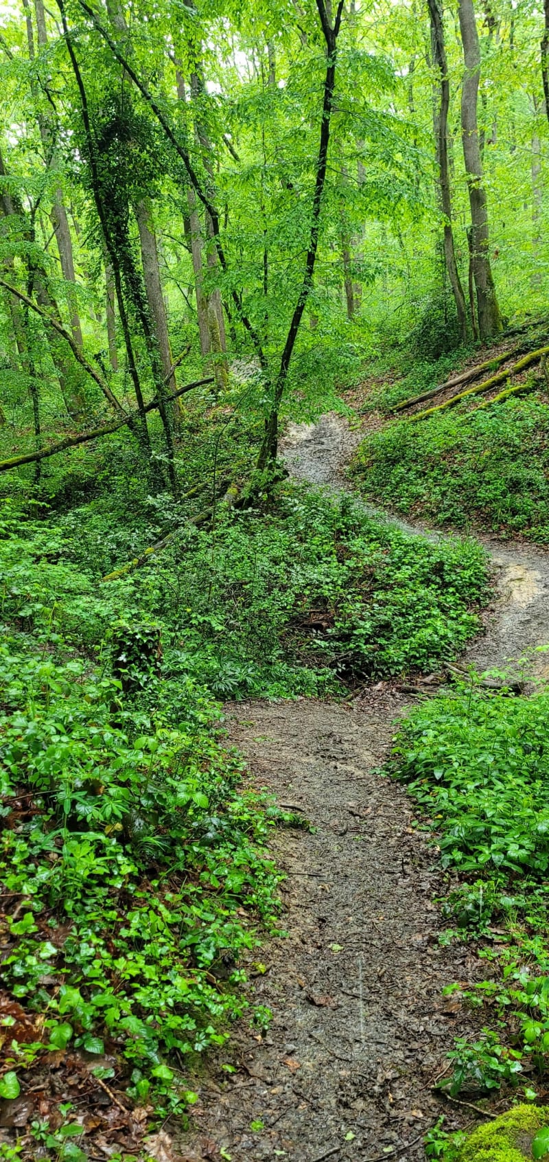 Grand tour du bois d'Auch vers la forêt profonde - Auch