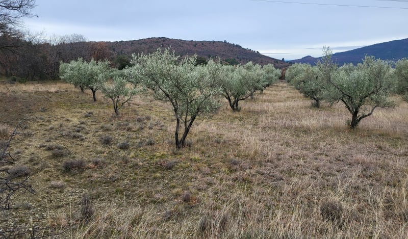 Bergerie, olivette - Châteauneuf-Val-Saint-Donat