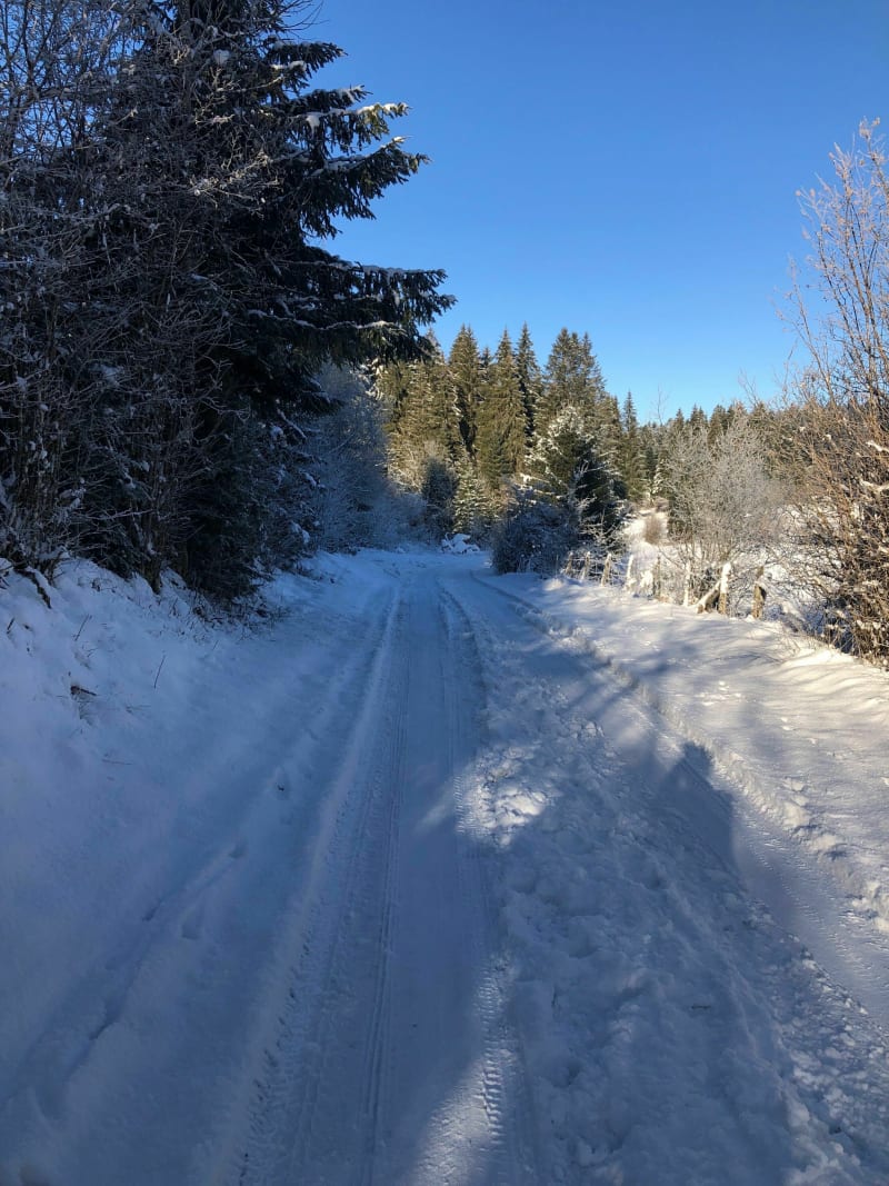 Balade de la Tanne, par la forêt de la Joux Derrière - La Chaumusse
